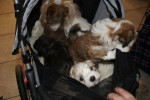 Romy 6 weken oud